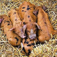 Buy canvas prints of Piggy In The Middle by Susie Peek