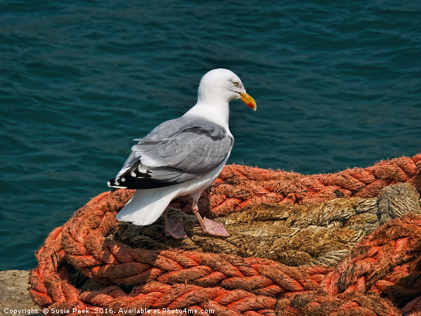 Herring Gull At The Harbour Picture Board by Susie Peek