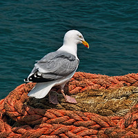 Buy canvas prints of Herring Gull At The Harbour by Susie Peek