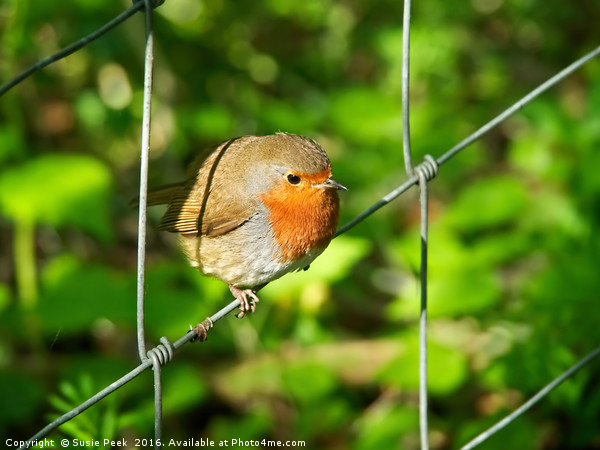 English Robin - Erithacus-rubecula Picture Board by Susie Peek