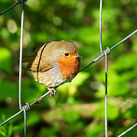 Buy canvas prints of English Robin - Erithacus-rubecula by Susie Peek