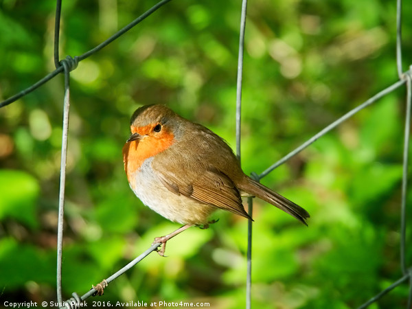 English Robin 2 - Erithacus-rubecula Picture Board by Susie Peek