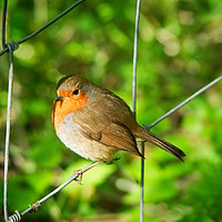 Buy canvas prints of English Robin 2 - Erithacus-rubecula by Susie Peek