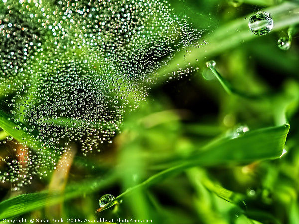 Dewy Grass Spider Web Picture Board by Susie Peek