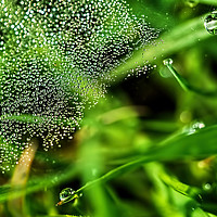 Buy canvas prints of Dewy Grass Spider Web by Susie Peek