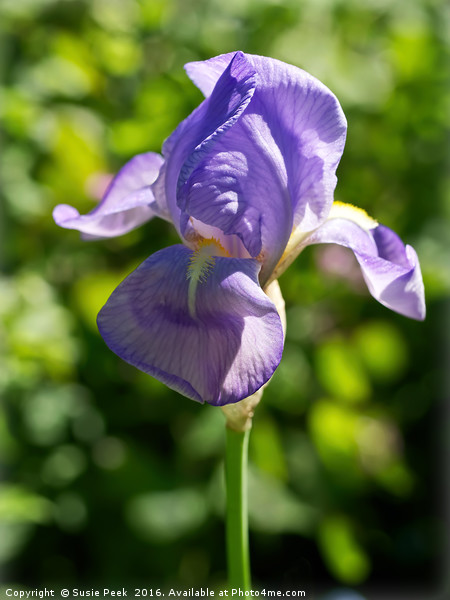 Purple Iris Picture Board by Susie Peek