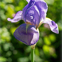 Buy canvas prints of Purple Iris by Susie Peek
