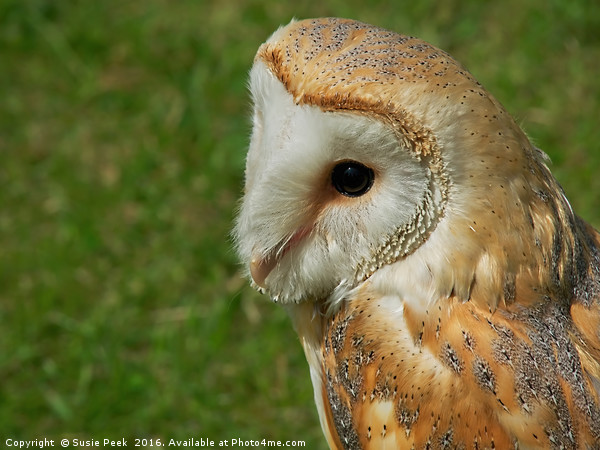Gentle Barn Owl - Tyto alba Picture Board by Susie Peek