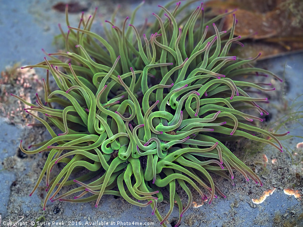 Green Sea Anemones Picture Board by Susie Peek