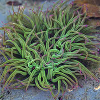 Buy canvas prints of Green Sea Anemones by Susie Peek
