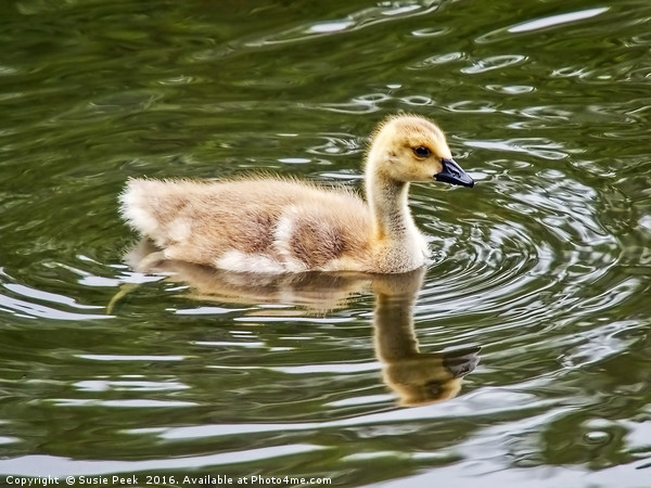 Canada Goose Gosling Picture Board by Susie Peek