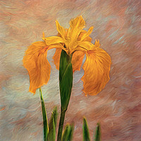 Buy canvas prints of Water Iris - Textured by Susie Peek