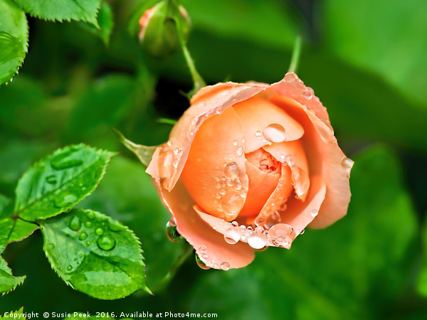 Peach Rose In The Rain Picture Board by Susie Peek