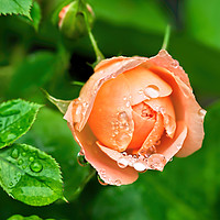 Buy canvas prints of Peach Rose In The Rain by Susie Peek