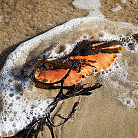 Buy canvas prints of Crab Shell And Seaweed by Susie Peek