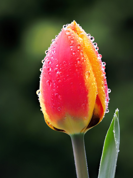 Perfect Love - Tulip In The Rain Picture Board by Susie Peek