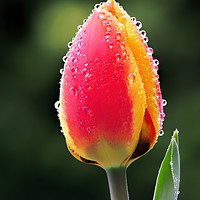 Buy canvas prints of Perfect Love - Tulip In The Rain by Susie Peek