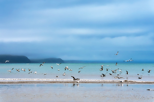 Seagulls at Low Spring Tide - Lyme Regis Picture Board by Susie Peek