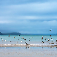 Buy canvas prints of Seagulls at Low Spring Tide - Lyme Regis by Susie Peek