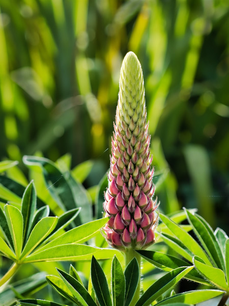 Budding Backlit Lupine Picture Board by Susie Peek