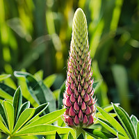 Buy canvas prints of Budding Backlit Lupine by Susie Peek