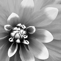 Buy canvas prints of Dahlia - Mono by Michael Greaves