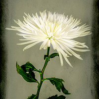 Buy canvas prints of White Chrysanthemums by Michael Greaves