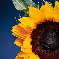 Buy canvas prints of Sunflower by Andrew Stevens