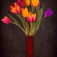 Buy canvas prints of Tulips by Andrew Stevens