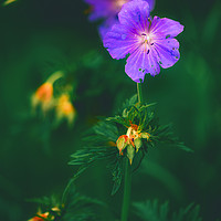 Buy canvas prints of Wild Flowers by Andrew Stevens