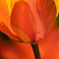 Buy canvas prints of Orange and Yellow Tulip by Andrew Stevens