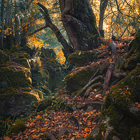 Buy canvas prints of The Mystical Forest by Andrew Stevens