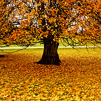 Buy canvas prints of The Tree In Autumn by Omran Husain