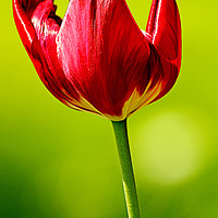 Buy canvas prints of Spring Red Tulip by Omran Husain