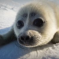 Buy canvas prints of Baikal seal puppy by Alexey Trofimov