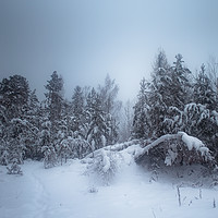 Buy canvas prints of Winter Forest by Alexey Trofimov