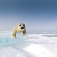 Buy canvas prints of Baikalian seal puppy. Curiosity by Alexey Trofimov