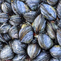 Buy canvas prints of Cornish Mussels by Craig Preedy