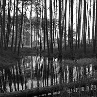 Buy canvas prints of Pine Swamp by Chris Williams