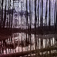 Buy canvas prints of Pine Swamp  by Chris Williams