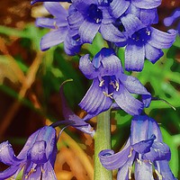 Buy canvas prints of Blue Bell  by Chris Williams