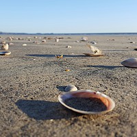 Buy canvas prints of Scattered Seashells  by Chris Williams
