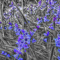 Buy canvas prints of Springtime Blue  by Chris Williams