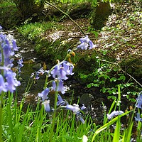 Buy canvas prints of Bluebells By The Stream  by Chris Williams