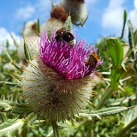 Buy canvas prints of The Thistle by Chris Williams