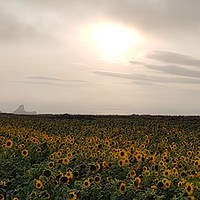 Buy canvas prints of Worms Head Sunflowers by Chris Williams