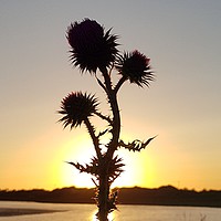 Buy canvas prints of Sunset Thistle by Chris Williams