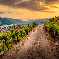 Buy canvas prints of Road through the vineyards at sunset. Wachau Valley. Austria. by Sergey Fedoskin