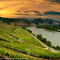 Buy canvas prints of Wachau valley, UNESCO site, landscape with vineyards and Danube  by Sergey Fedoskin