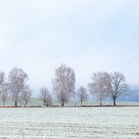 Buy canvas prints of Winter czech countryside, trees and pastures. Czechia by Sergey Fedoskin